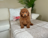 10 week old Mini Goldendoodle Puppy For Sale - Lone Star Pups