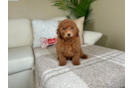 Cute Mini Goldendoodle Baby