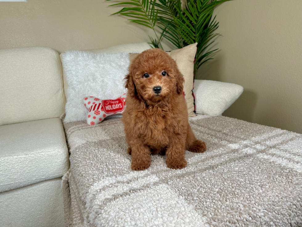 Cute Mini Goldendoodle Baby