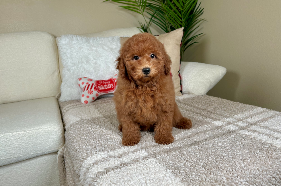 10 week old Mini Goldendoodle Puppy For Sale - Lone Star Pups