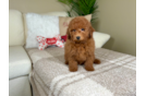 Cute Golden Retriever Poodle Mix Poodle Mix Puppy