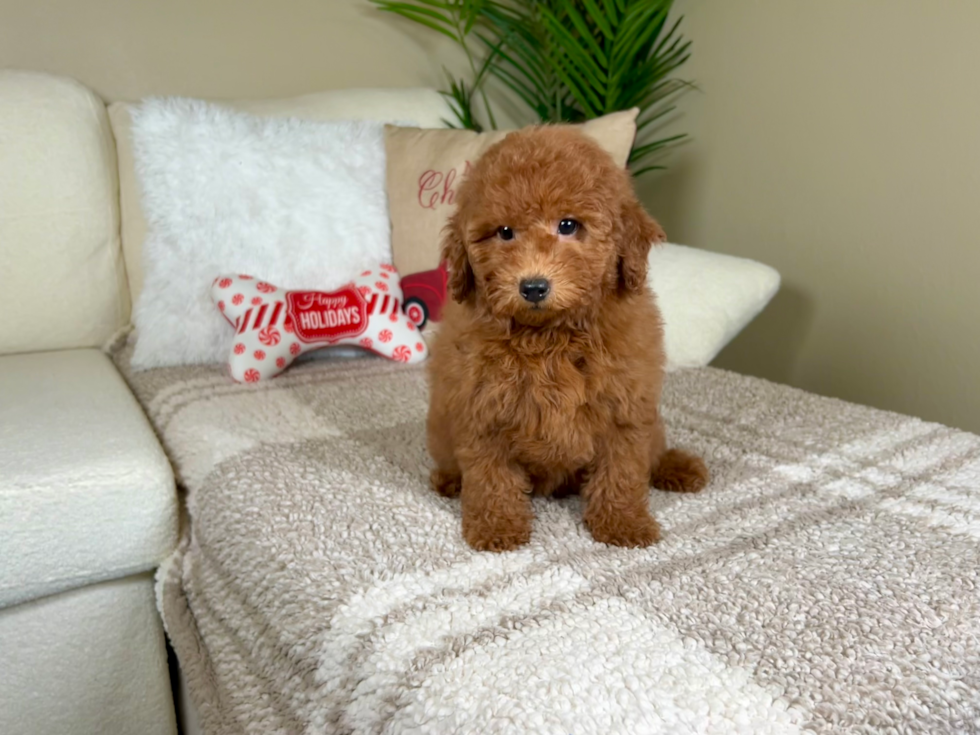 Cute Golden Retriever Poodle Mix Poodle Mix Puppy