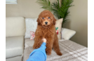 Cute Golden Retriever Poodle Mix Poodle Mix Puppy