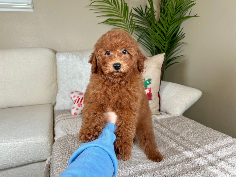 Cute Golden Retriever Poodle Mix Poodle Mix Puppy