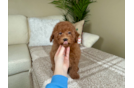 Mini Goldendoodle Puppy for Adoption