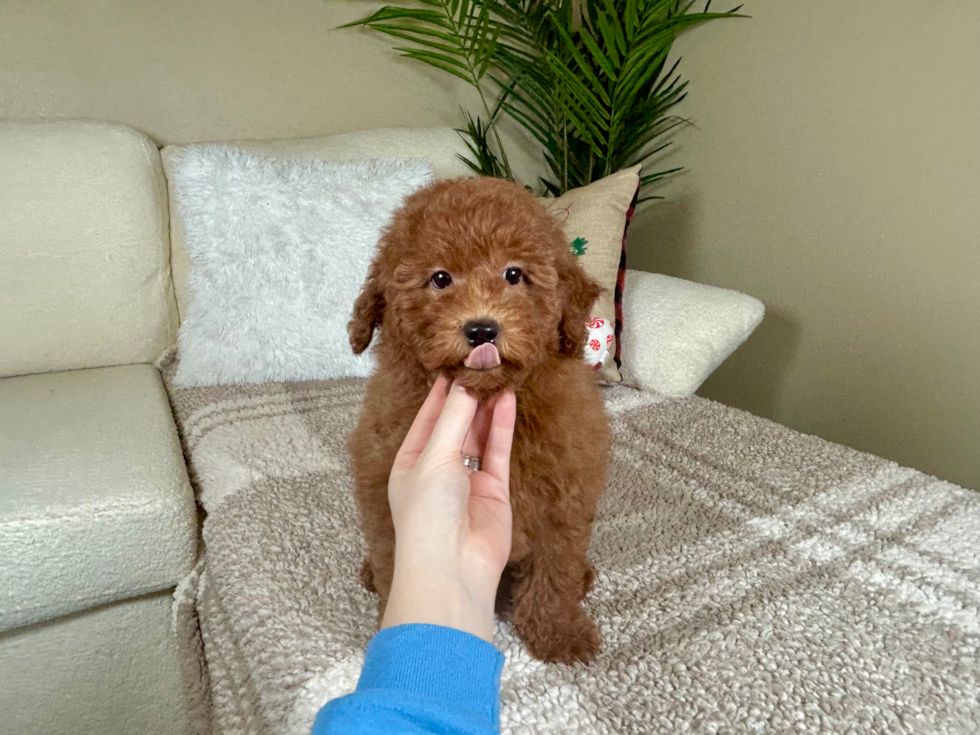 Mini Goldendoodle Puppy for Adoption