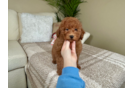 Cute Golden Retriever Poodle Mix Poodle Mix Puppy