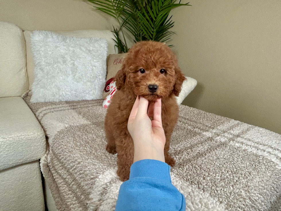 Cute Golden Retriever Poodle Mix Poodle Mix Puppy