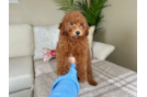 Mini Goldendoodle Puppy for Adoption