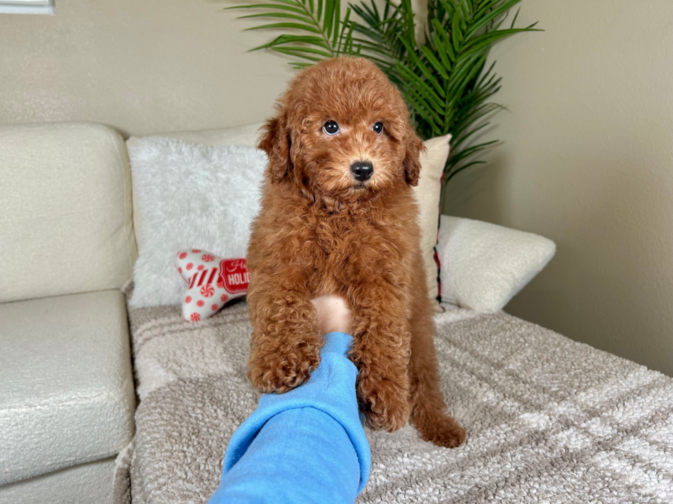 Mini Goldendoodle Puppy for Adoption