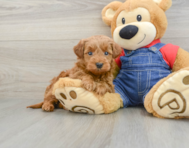 7 week old Mini Goldendoodle Puppy For Sale - Lone Star Pups