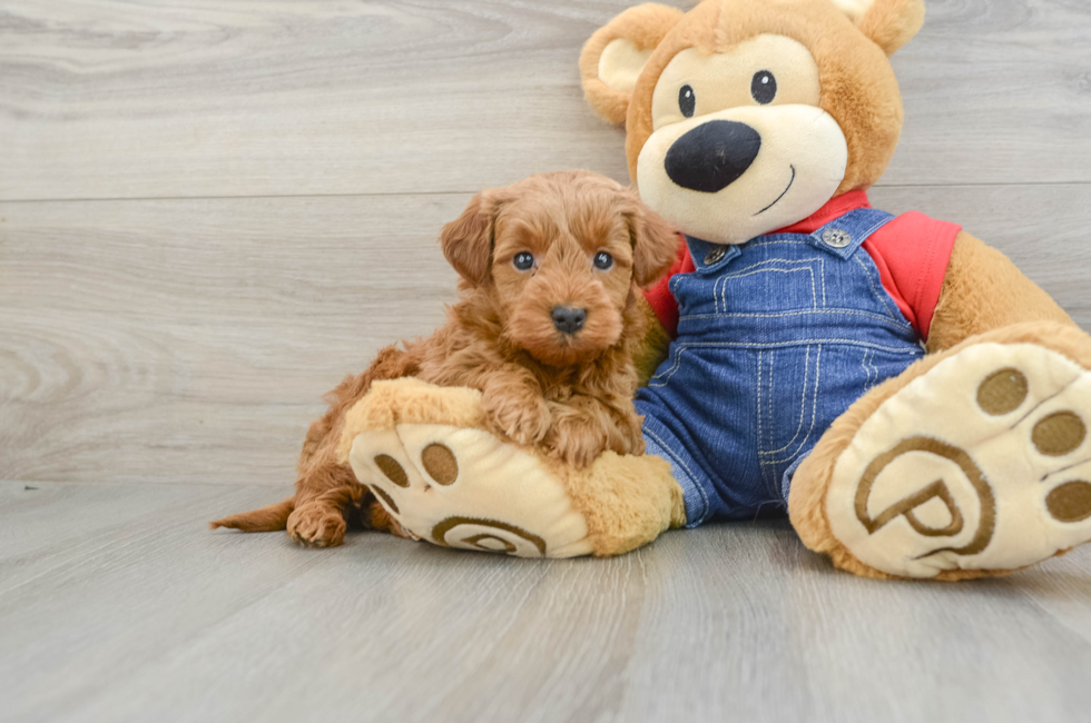 6 week old Mini Goldendoodle Puppy For Sale - Lone Star Pups