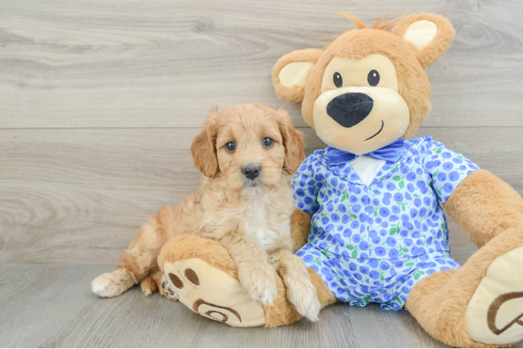 Mini Goldendoodle Puppy for Adoption