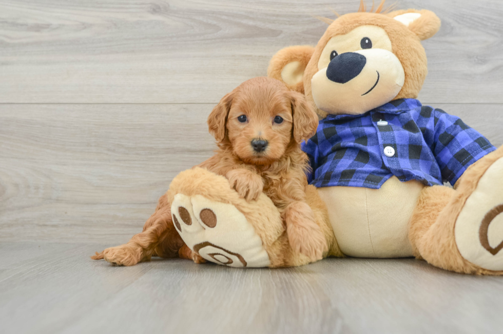 5 week old Mini Goldendoodle Puppy For Sale - Lone Star Pups