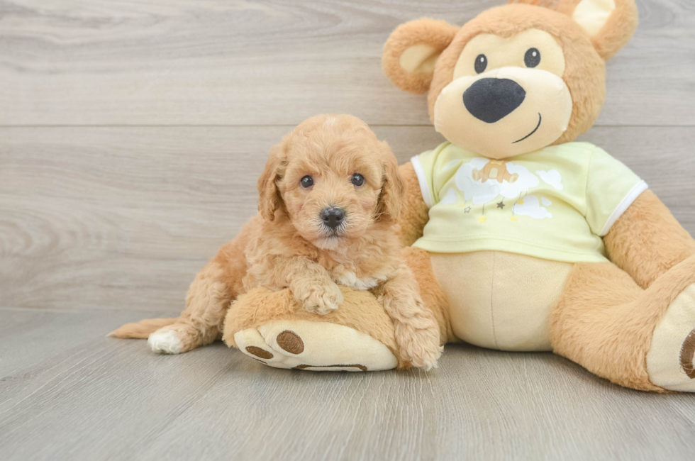 5 week old Mini Goldendoodle Puppy For Sale - Lone Star Pups