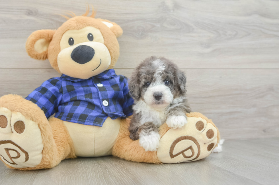 5 week old Mini Goldendoodle Puppy For Sale - Lone Star Pups