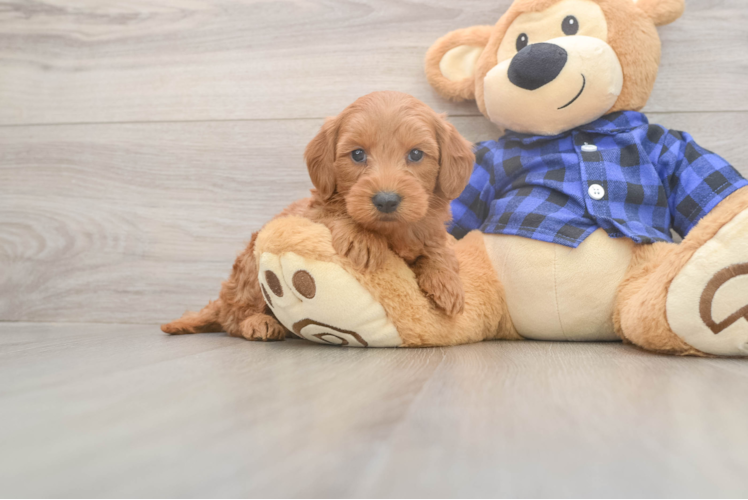 Best Mini Goldendoodle Baby