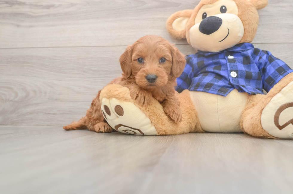 7 week old Mini Goldendoodle Puppy For Sale - Lone Star Pups