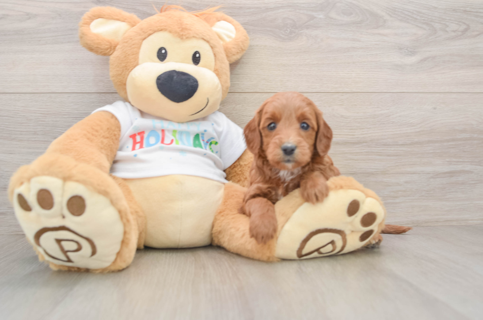 5 week old Mini Goldendoodle Puppy For Sale - Lone Star Pups