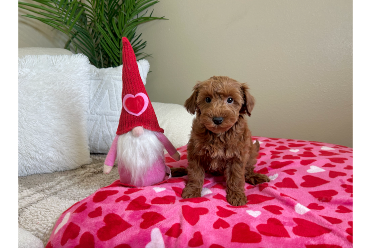 Cute Mini Goldendoodle Baby