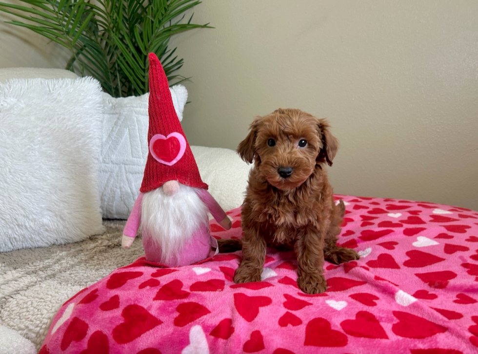 Cute Mini Goldendoodle Baby