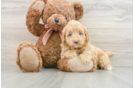 Sweet Mini Goldendoodle Baby