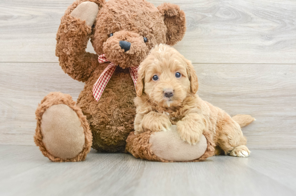 6 week old Mini Goldendoodle Puppy For Sale - Lone Star Pups