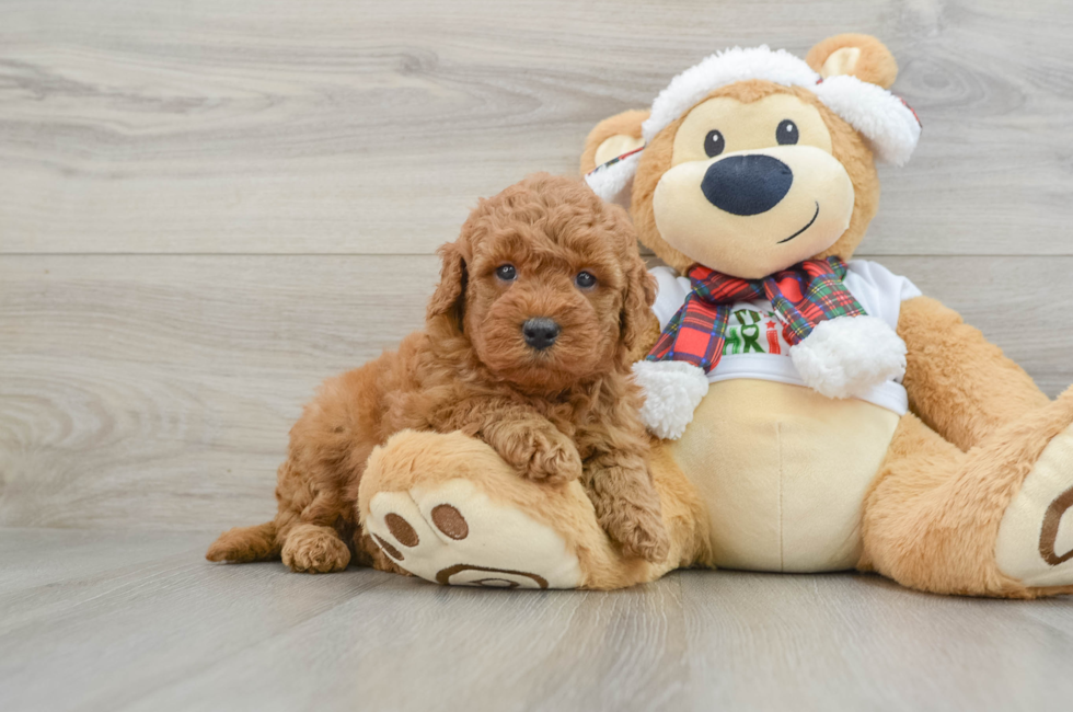 5 week old Mini Goldendoodle Puppy For Sale - Lone Star Pups