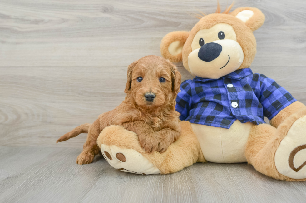 5 week old Mini Goldendoodle Puppy For Sale - Lone Star Pups