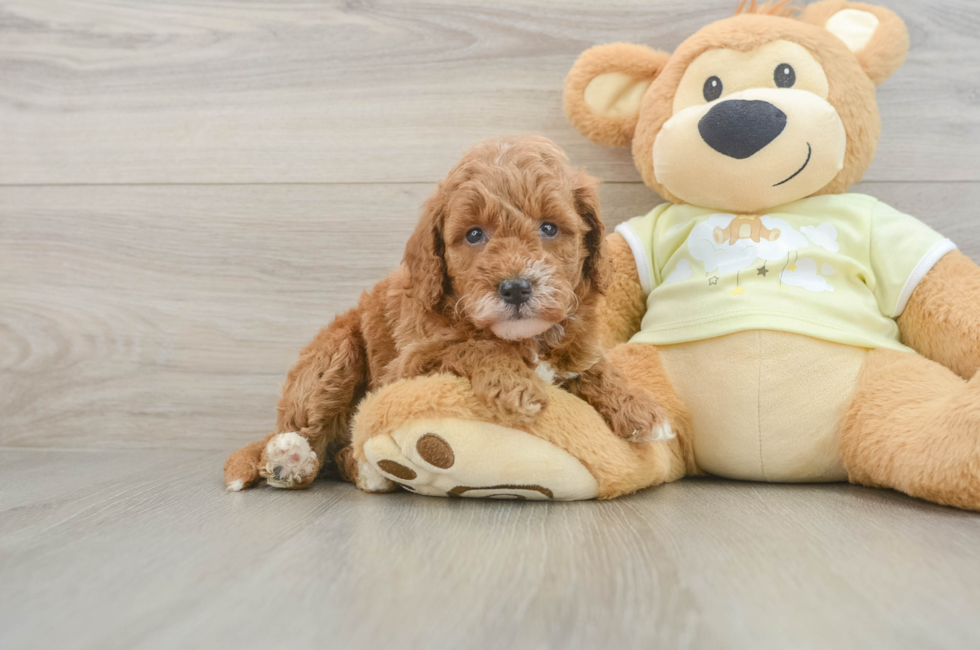 5 week old Mini Goldendoodle Puppy For Sale - Lone Star Pups
