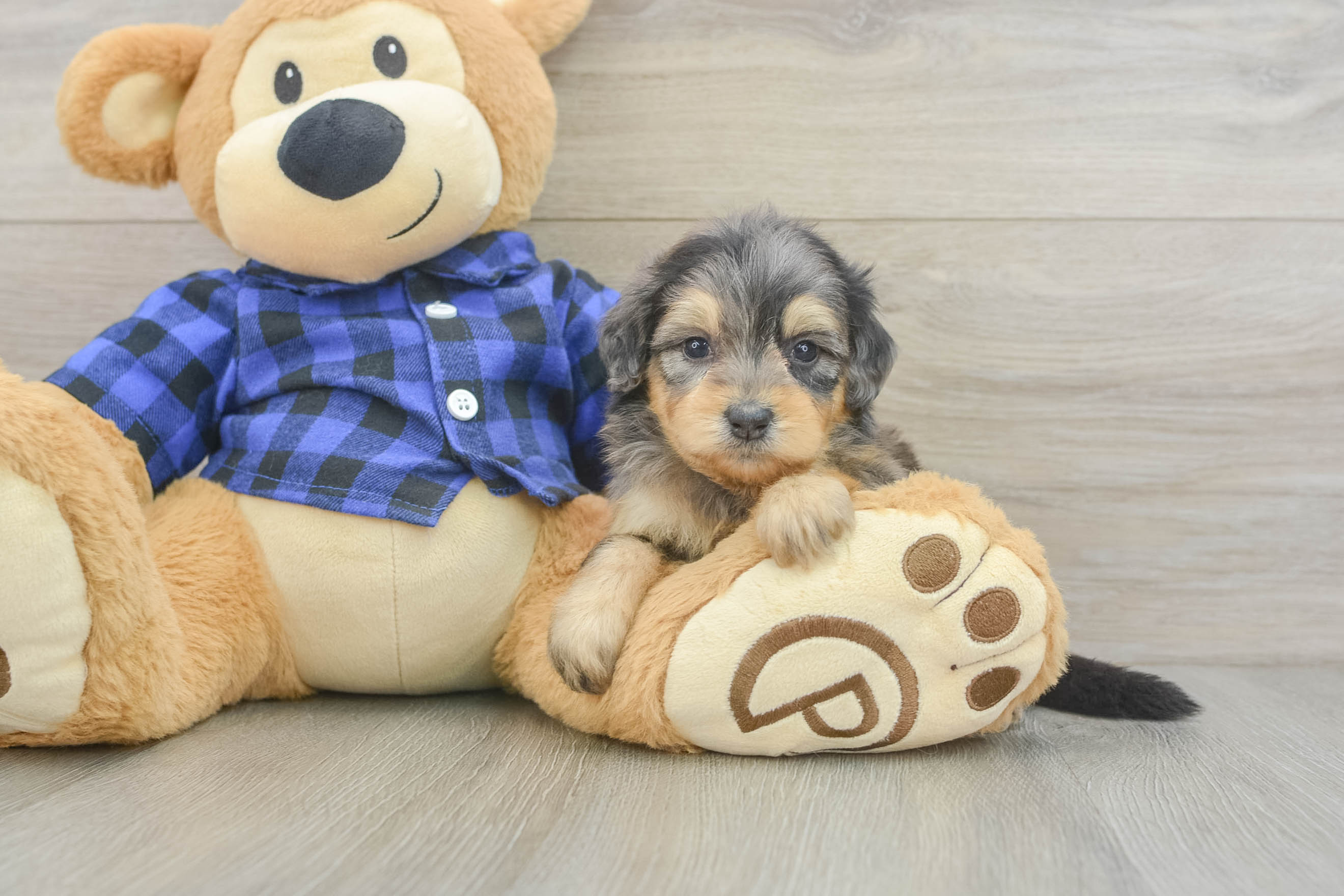 Mini Goldendoodle Puppy for Adoption