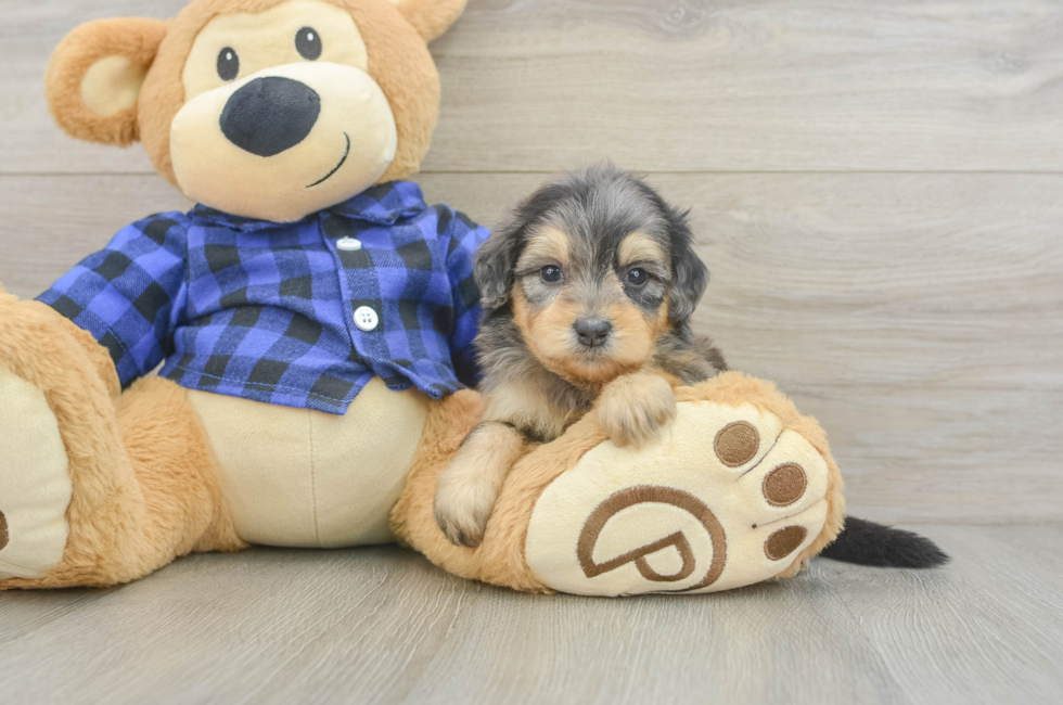 5 week old Mini Goldendoodle Puppy For Sale - Lone Star Pups