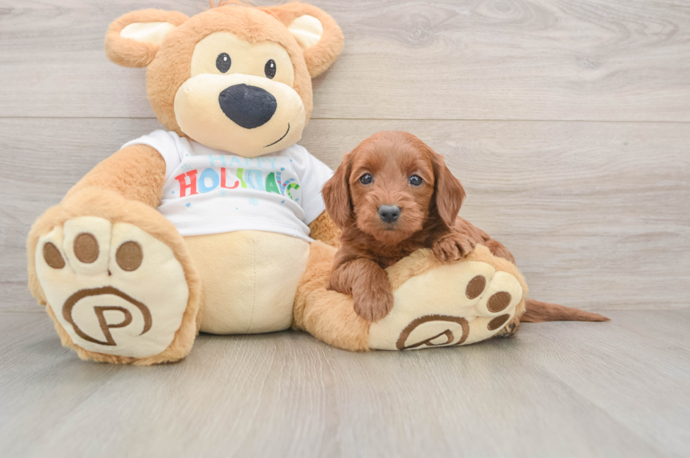 5 week old Mini Goldendoodle Puppy For Sale - Lone Star Pups