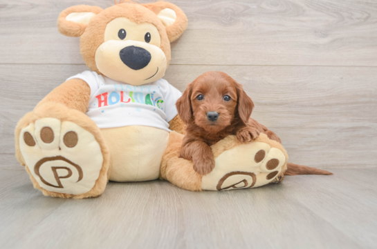 Mini Goldendoodle Pup Being Cute