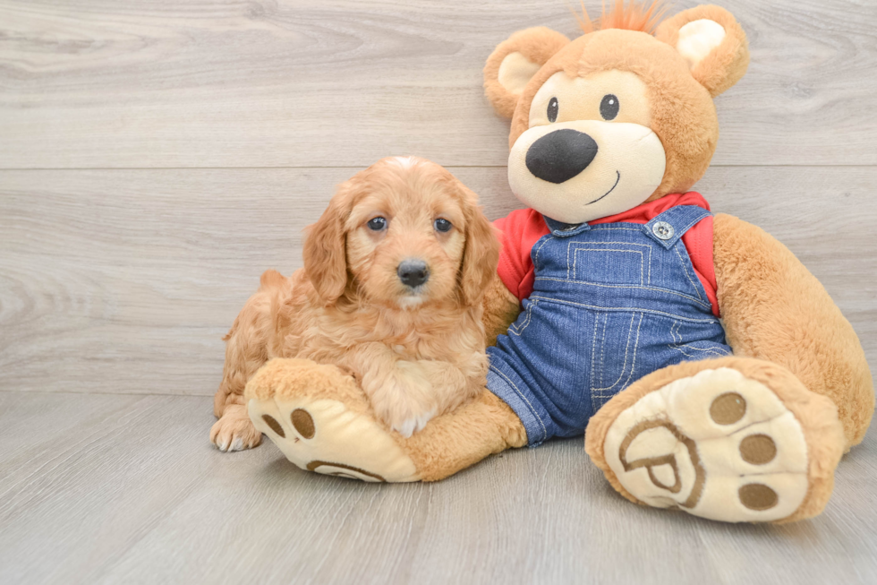 Hypoallergenic Mini Goldiepoo Poodle Mix Puppy