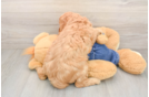 Mini Goldendoodle Puppy for Adoption