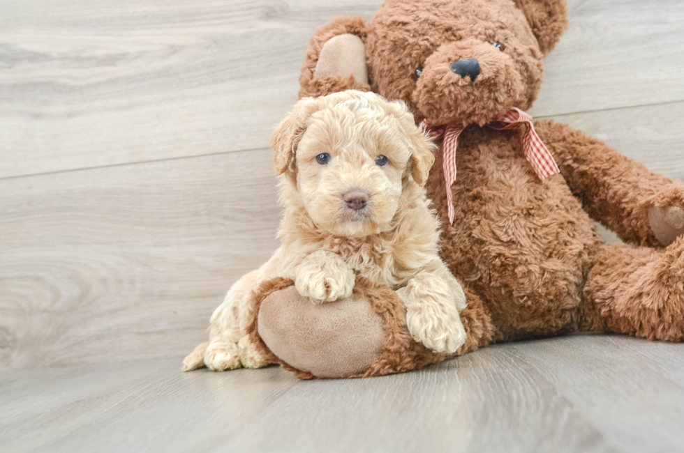 6 week old Mini Goldendoodle Puppy For Sale - Lone Star Pups