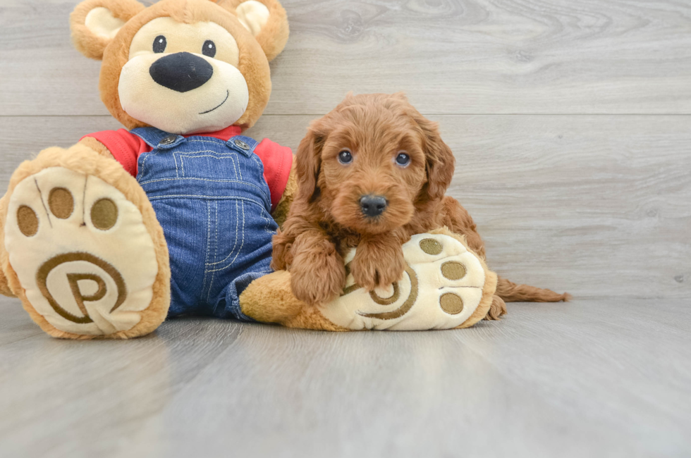 6 week old Mini Goldendoodle Puppy For Sale - Lone Star Pups