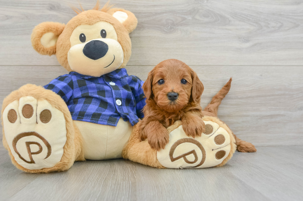 5 week old Mini Goldendoodle Puppy For Sale - Lone Star Pups