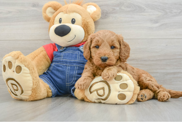 Smart Mini Goldendoodle Poodle Mix Pup