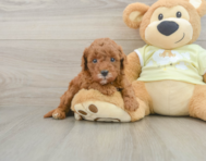 7 week old Mini Goldendoodle Puppy For Sale - Lone Star Pups