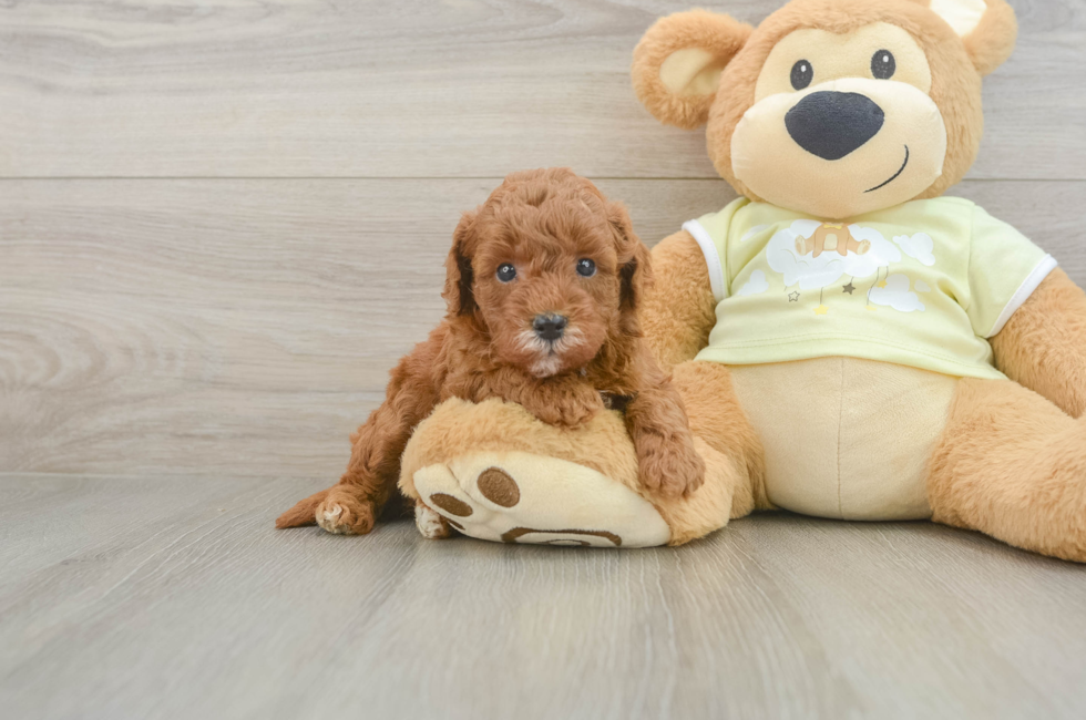 5 week old Mini Goldendoodle Puppy For Sale - Lone Star Pups