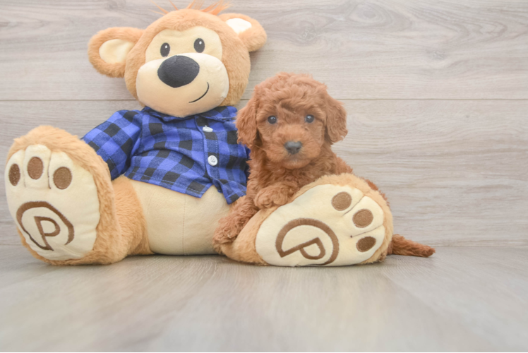 Mini Goldendoodle Pup Being Cute