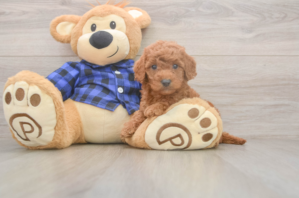7 week old Mini Goldendoodle Puppy For Sale - Lone Star Pups