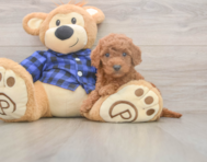 7 week old Mini Goldendoodle Puppy For Sale - Lone Star Pups 7 week old Mini Goldendoodle Puppy For Sale - Lone Star Pups