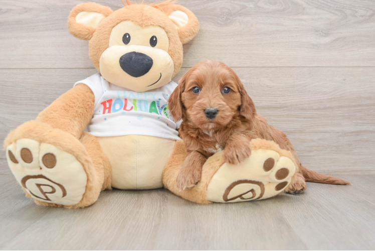 Mini Goldendoodle Puppy for Adoption