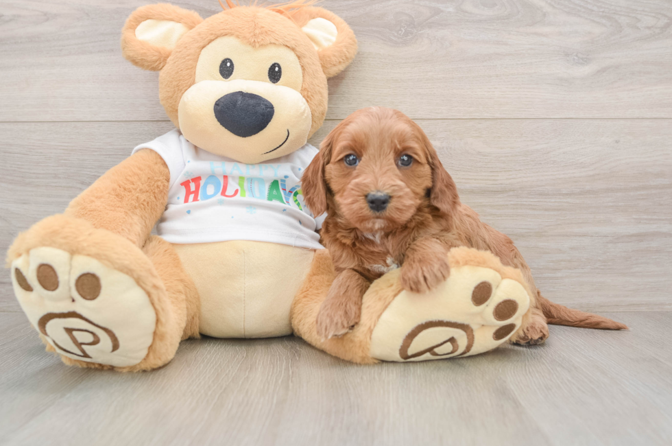5 week old Mini Goldendoodle Puppy For Sale - Lone Star Pups