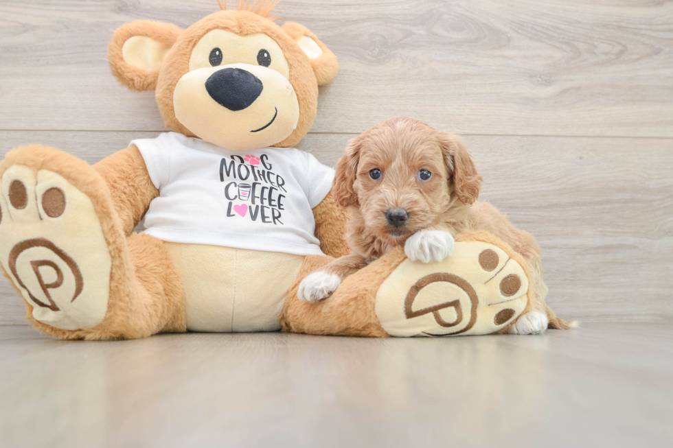 Best Mini Goldendoodle Baby