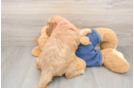 Mini Goldendoodle Pup Being Cute