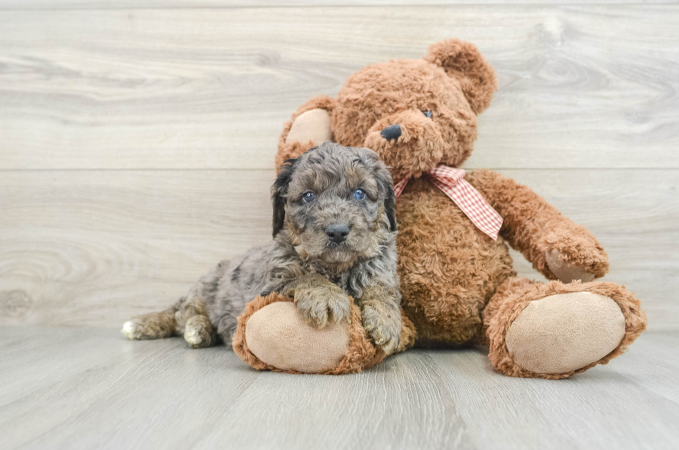 6 week old Mini Goldendoodle Puppy For Sale - Lone Star Pups